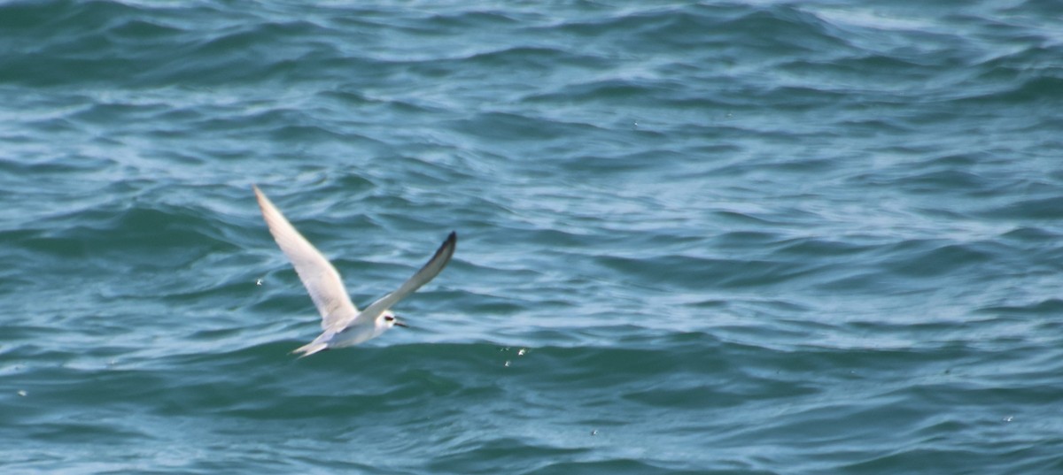 Forster's Tern - ML644963499