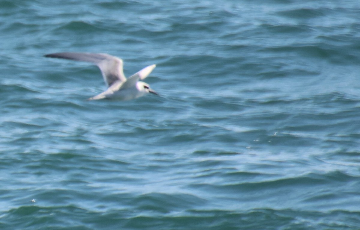 Forster's Tern - ML644963503