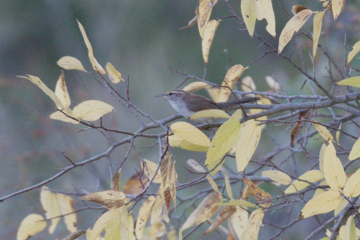 Bewick's Wren - ML644963505