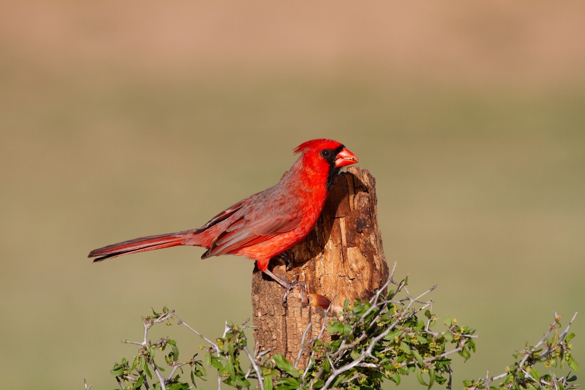 Kardinal arrunta - ML644963506