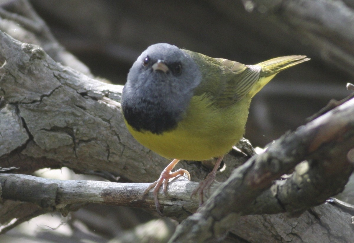 Mourning Warbler - ML64496351