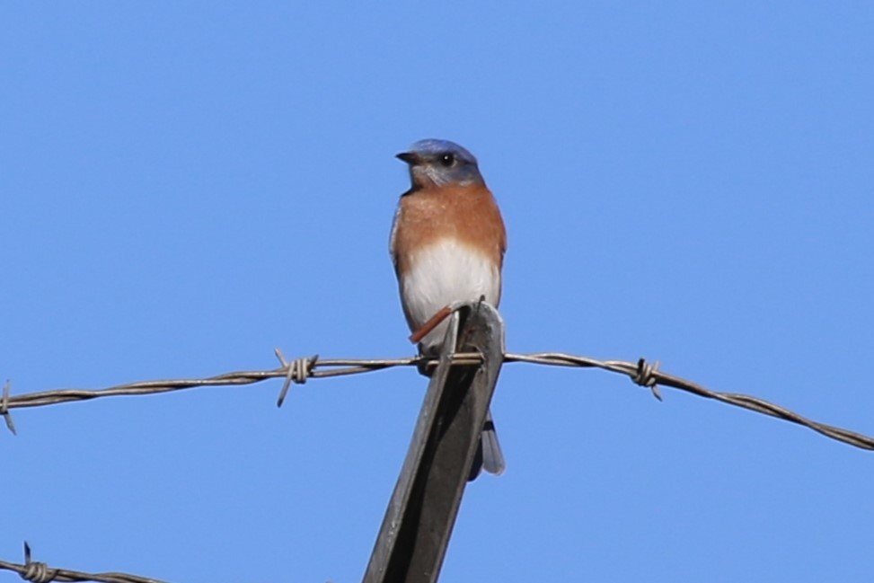 Eastern Bluebird - ML644963522