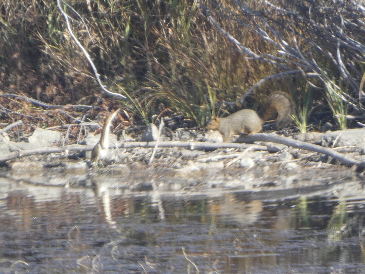 Least Bittern - ML644963529