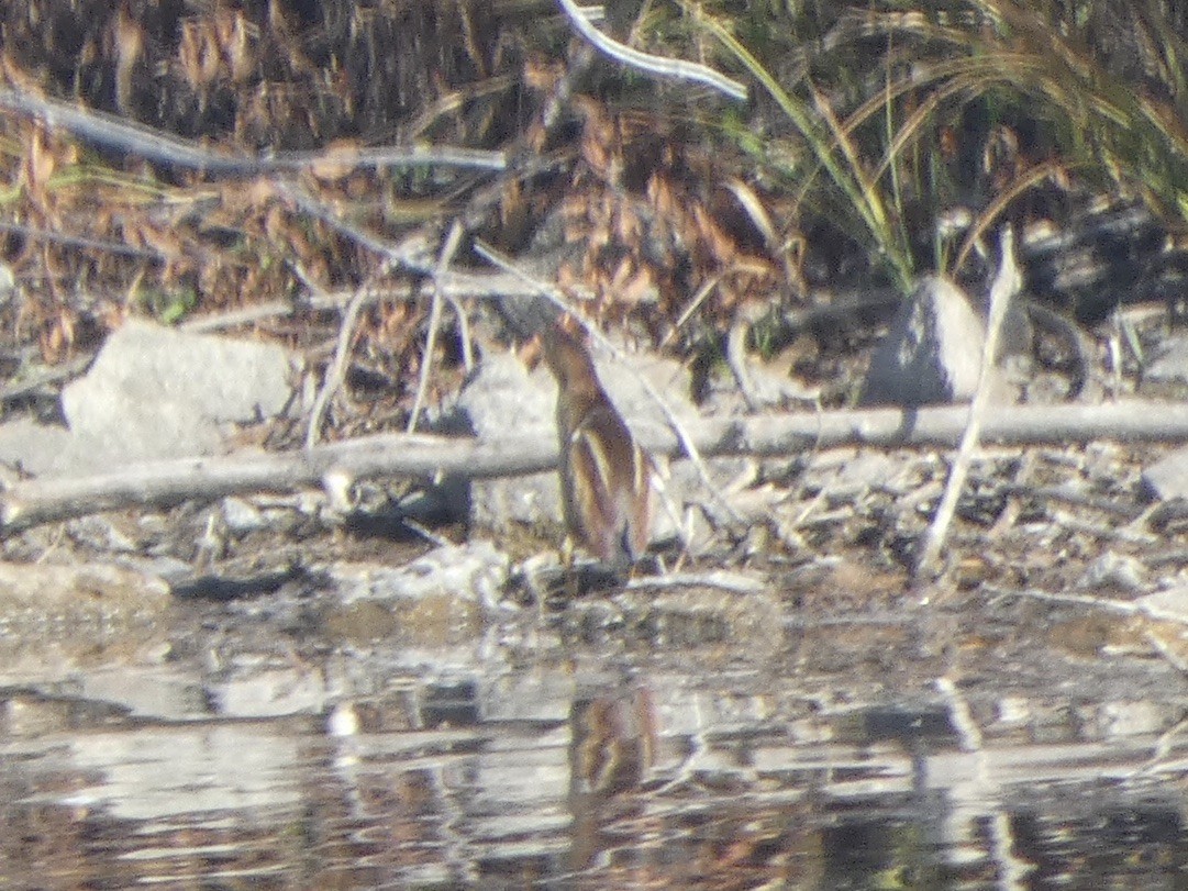 Least Bittern - ML644963540