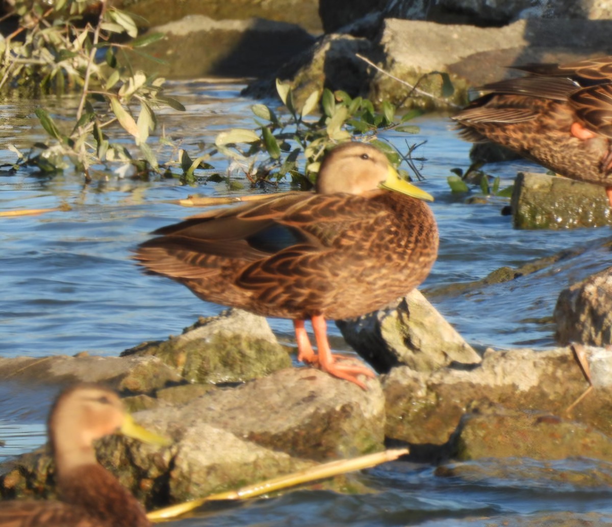 Mottled Duck - ML644963541