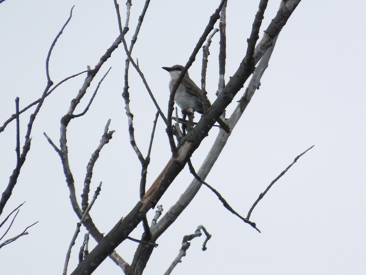 Gray Kingbird - ML644963545