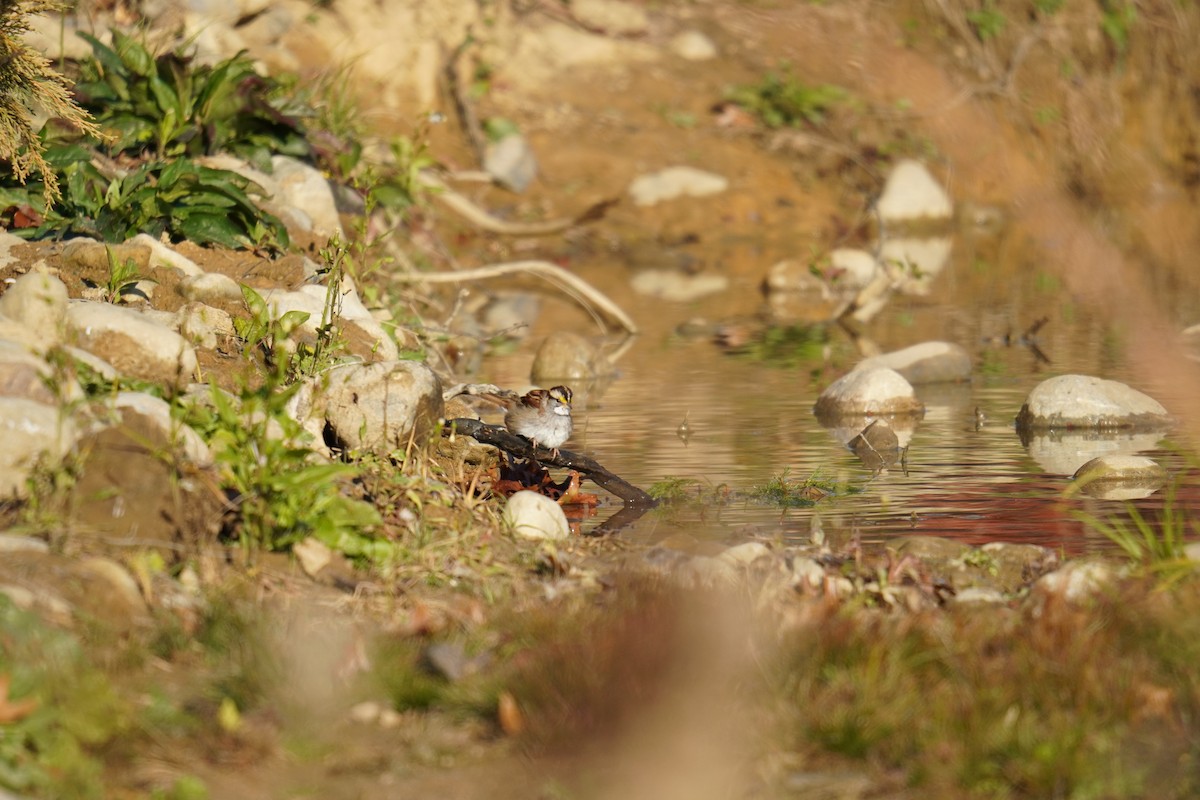 White-throated Sparrow - ML644963546