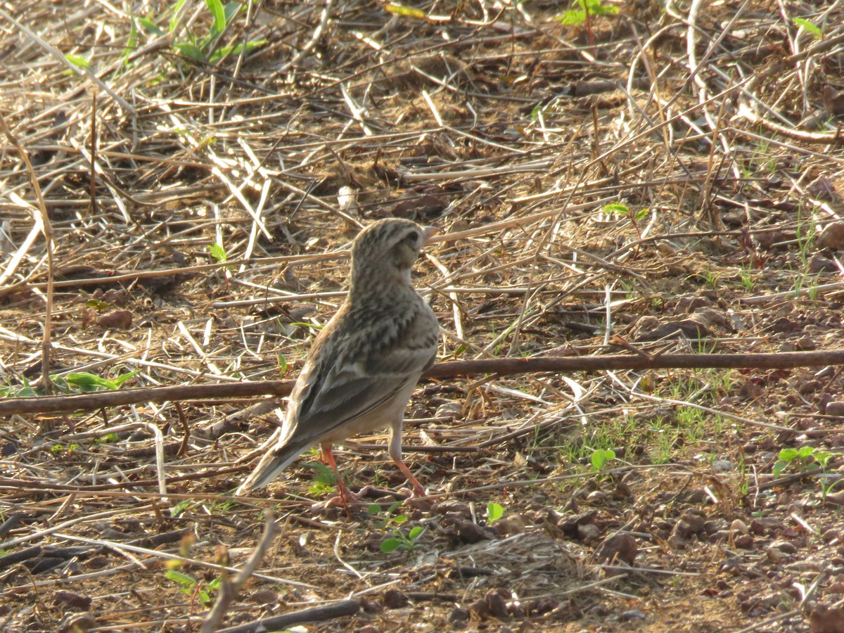 Alouette de Sykes - ML644963561