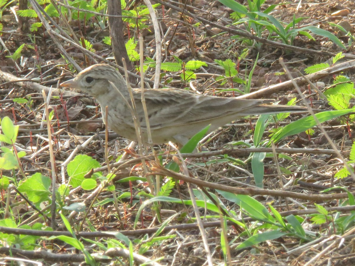 Alouette de Sykes - ML644963562