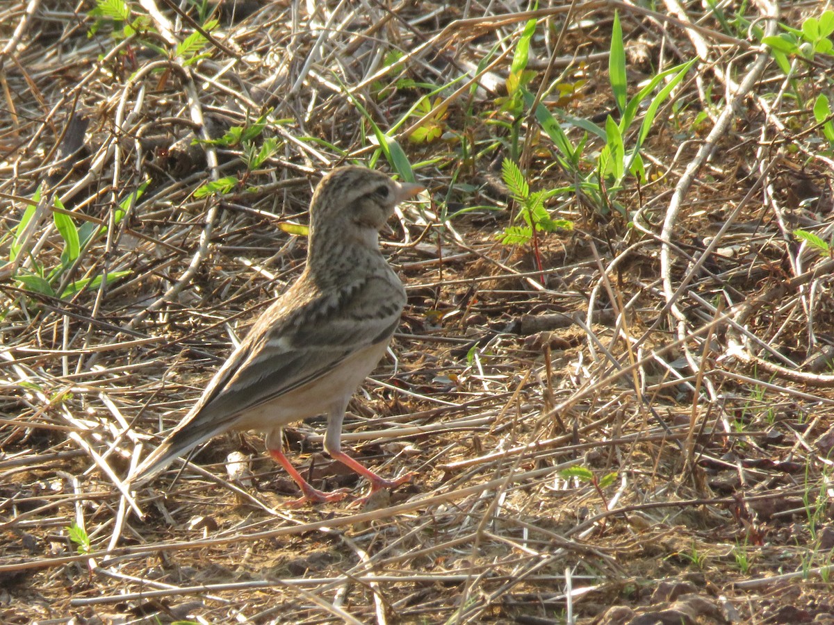 Alouette de Sykes - ML644963563