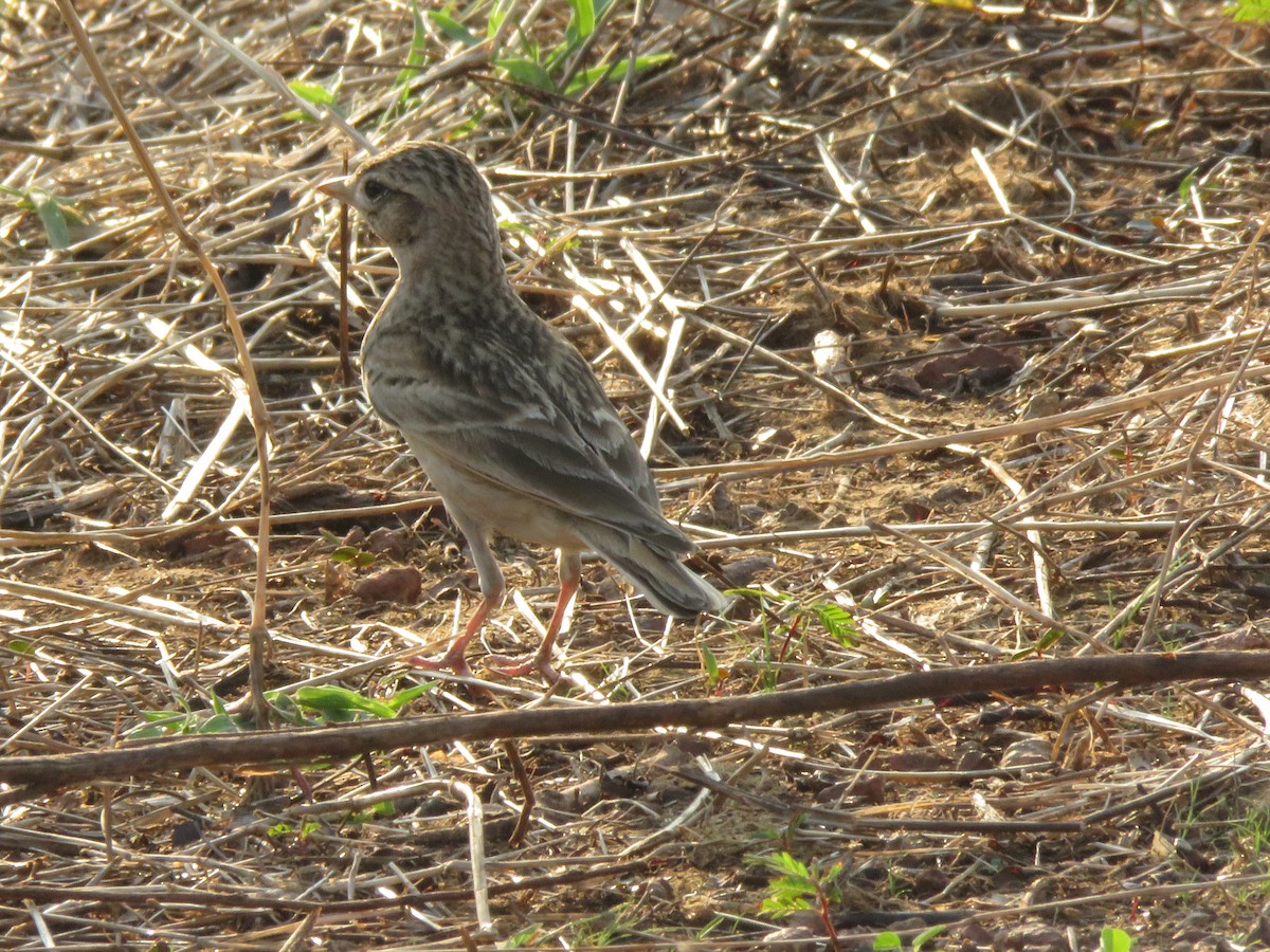 Alouette de Sykes - ML644963564