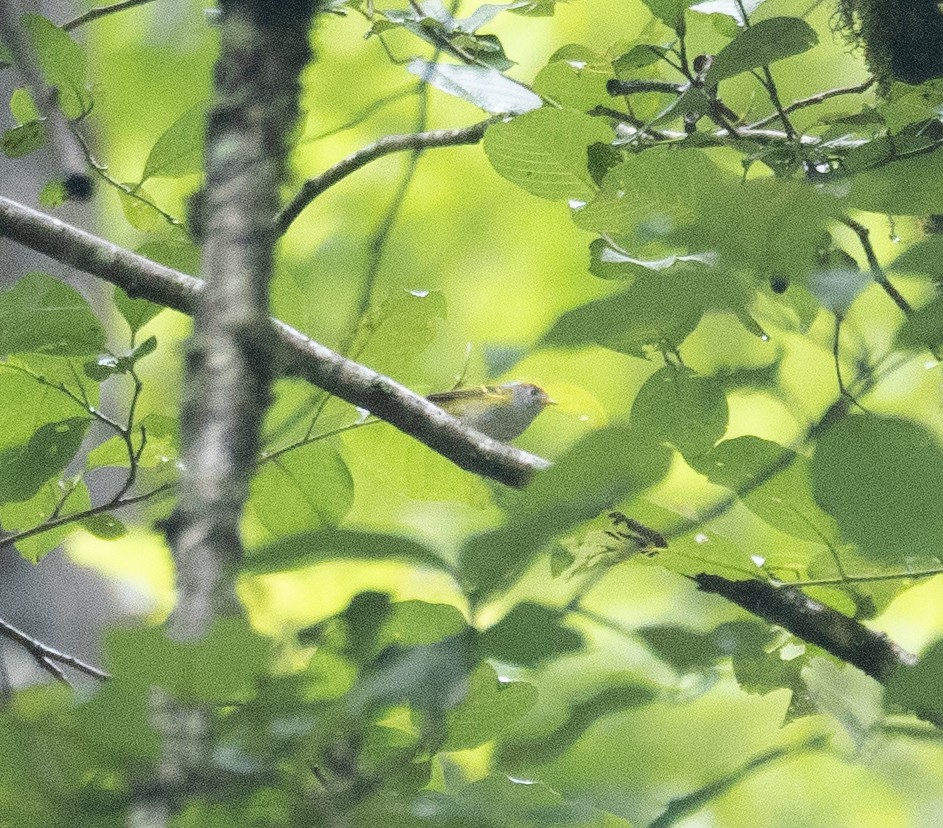 Chestnut-crowned Warbler - ML644963566