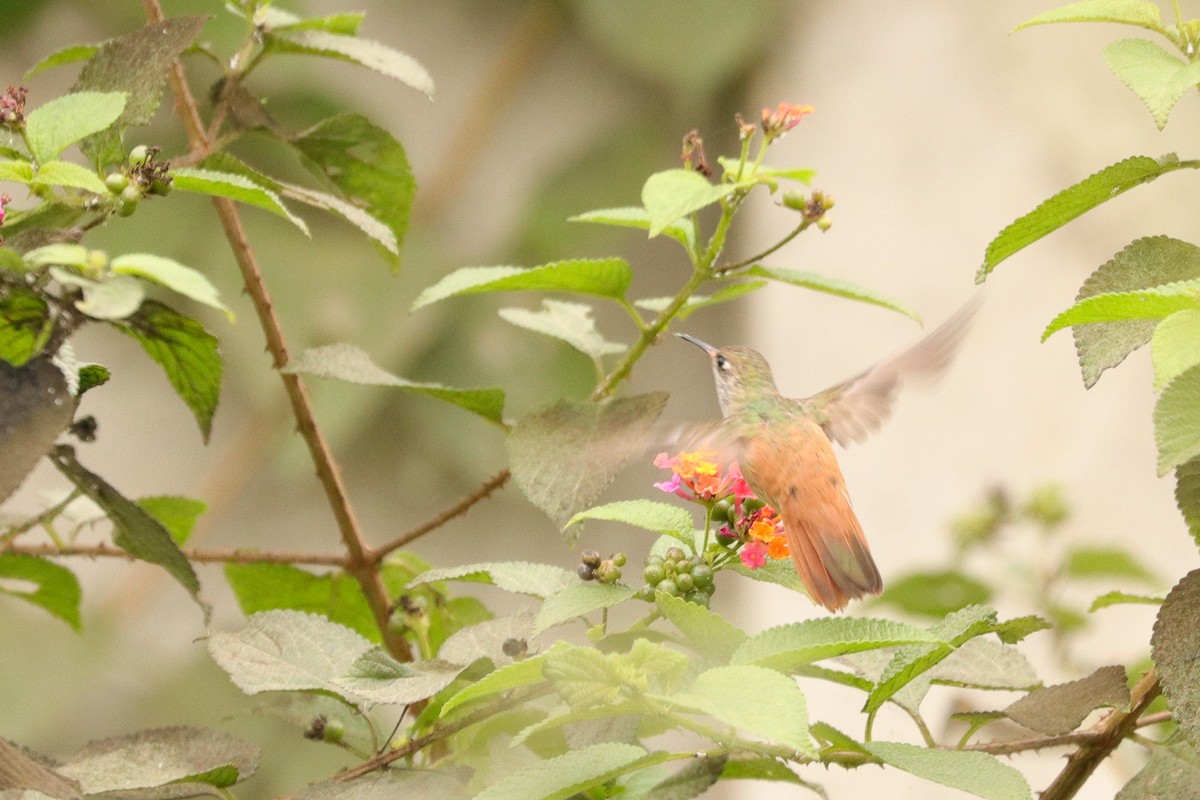 Amazilia Hummingbird - ML644963576