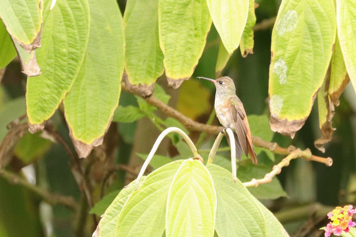 Amazilia Hummingbird - ML644963578