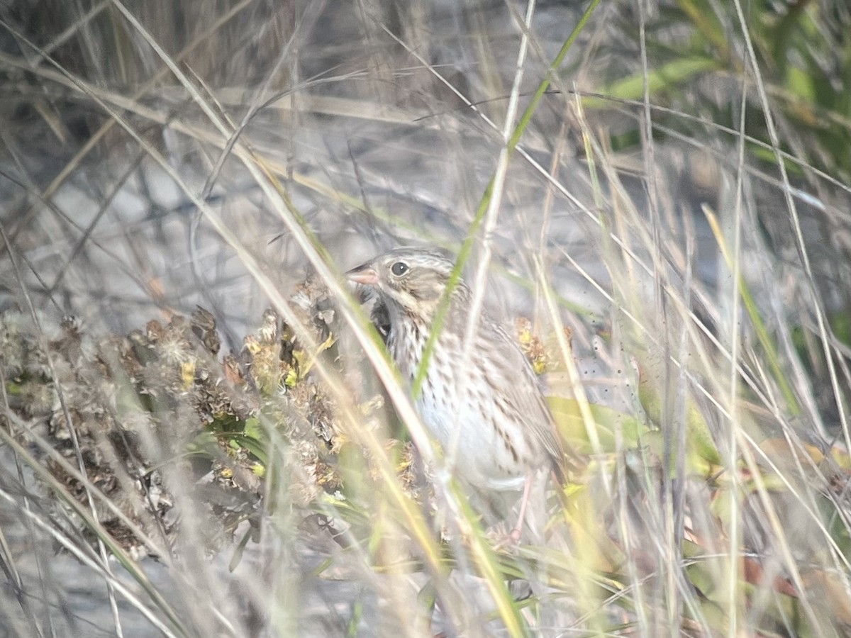 Savannah Sparrow (Ipswich) - ML644963594