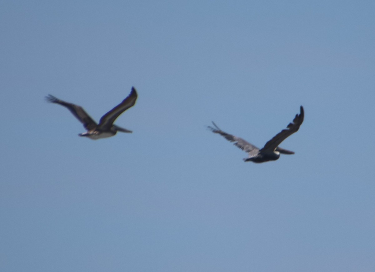 Brown Pelican - ML644963597
