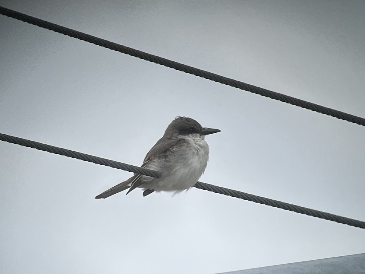Gray Kingbird - ML644963610