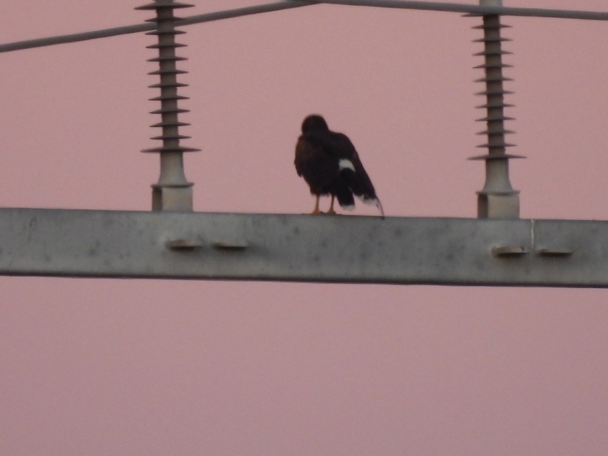 Harris's Hawk - ML644963612