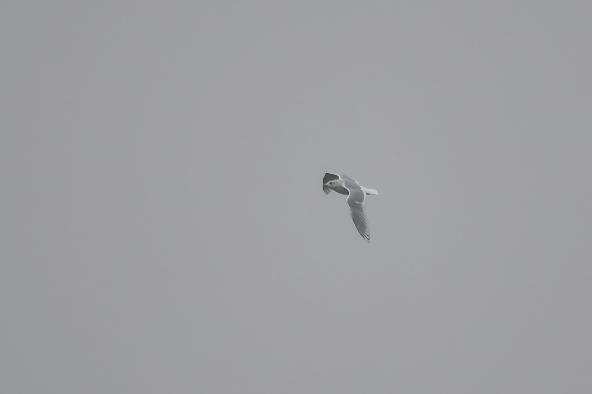 Iceland Gull (kumlieni) - ML644963619