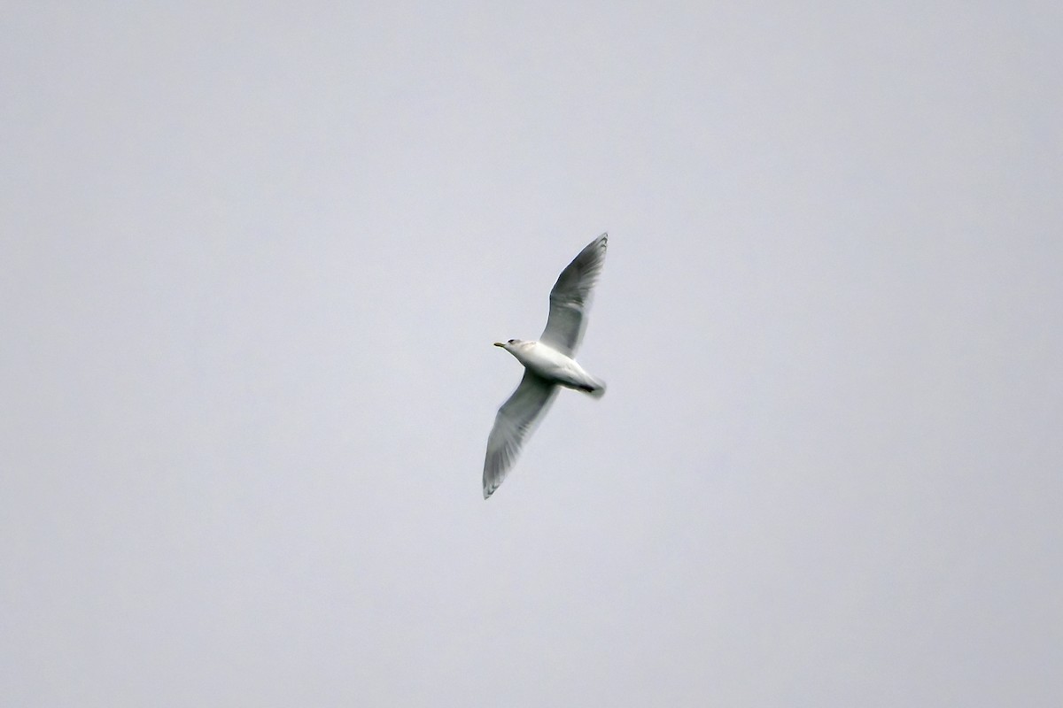 Iceland Gull (kumlieni) - ML644963620