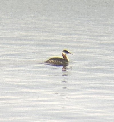 Red-necked Grebe - ML644963625