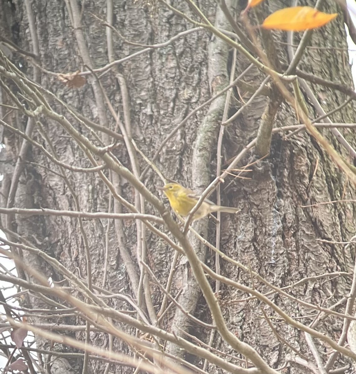 Pine Warbler - ML644963630