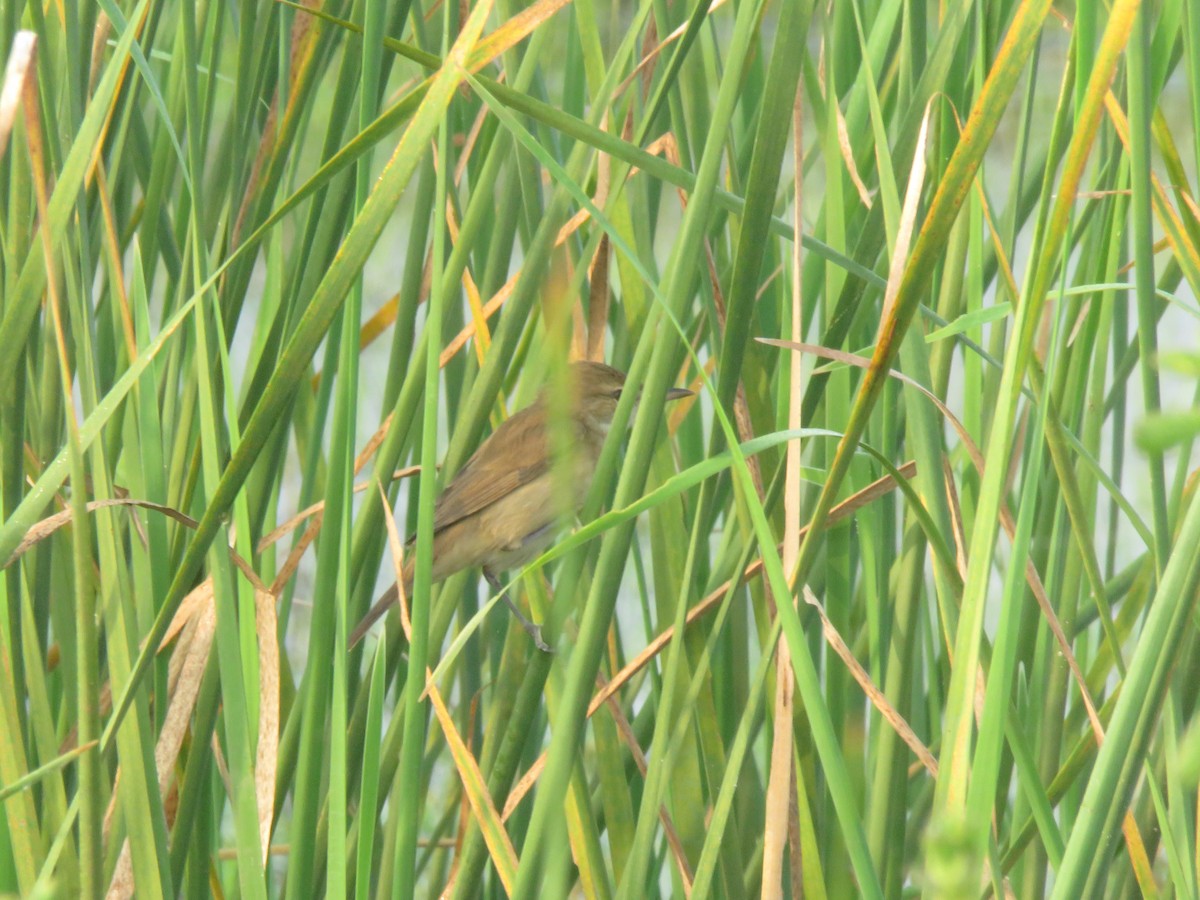 Clamorous Reed Warbler - ML644963636
