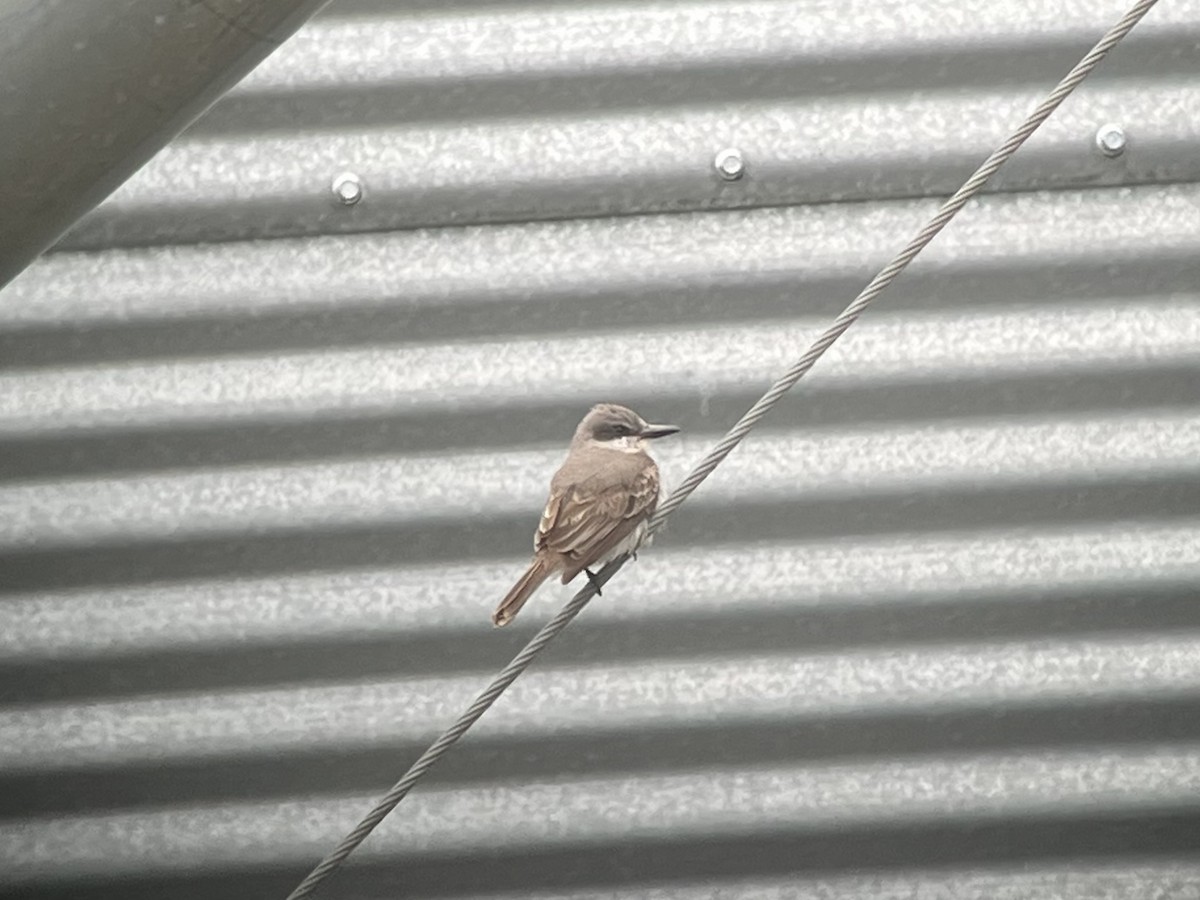 Gray Kingbird - ML644963648