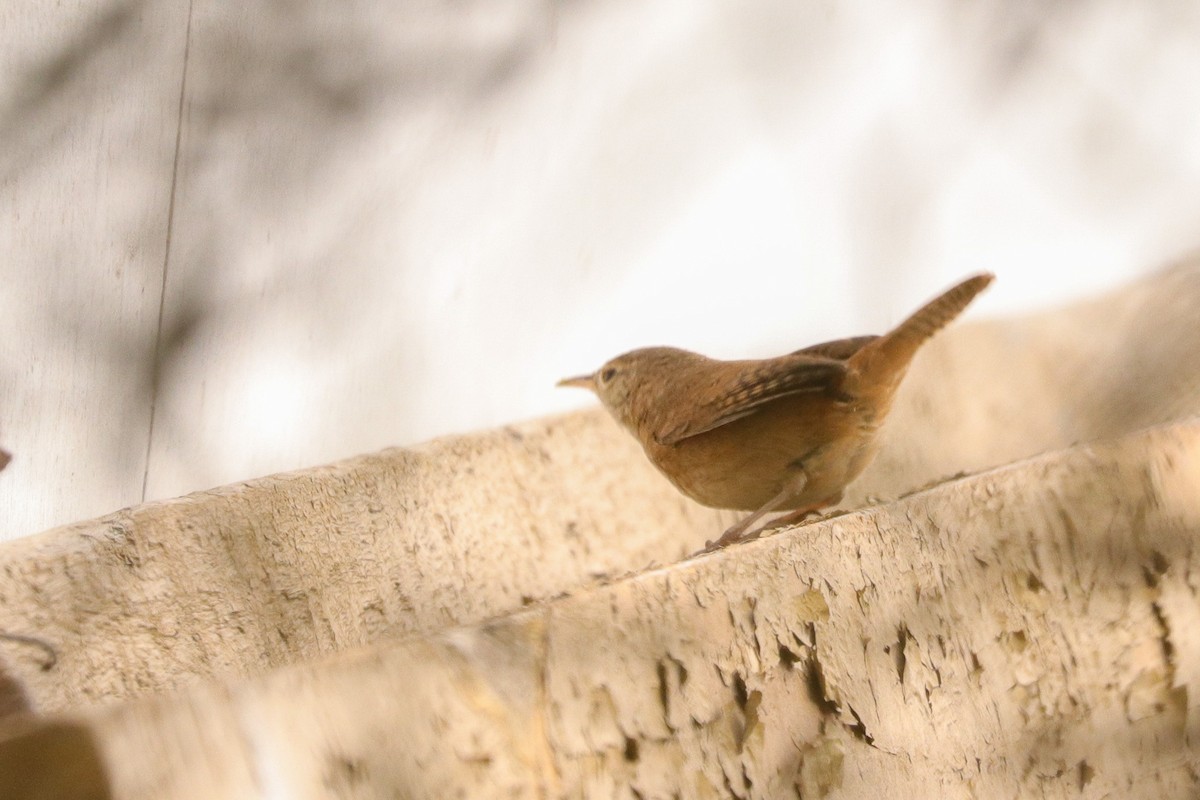 Southern House Wren - ML644963650