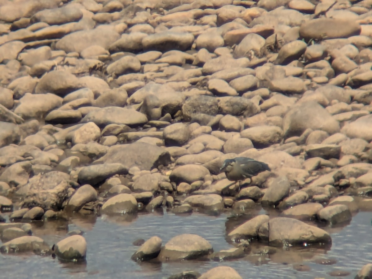 Little Heron - ML644963654