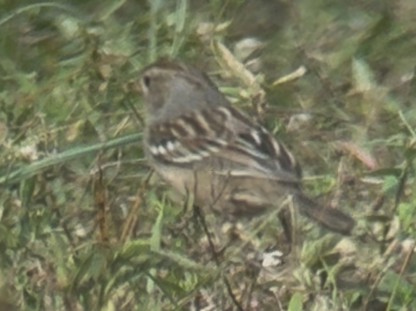 White-crowned Sparrow - ML644963660