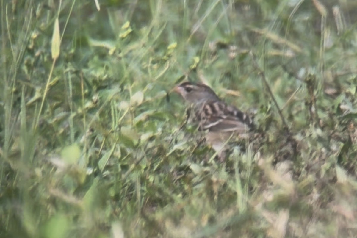 White-crowned Sparrow - ML644963661