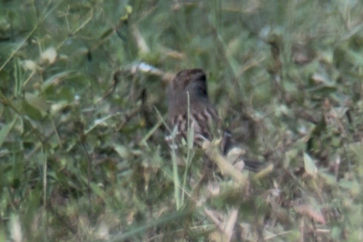 White-crowned Sparrow - ML644963662