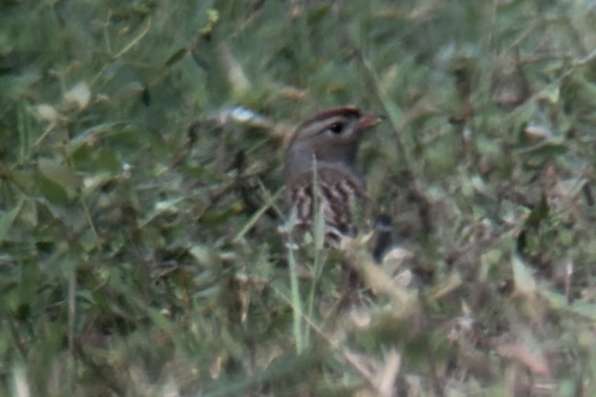 White-crowned Sparrow - ML644963663
