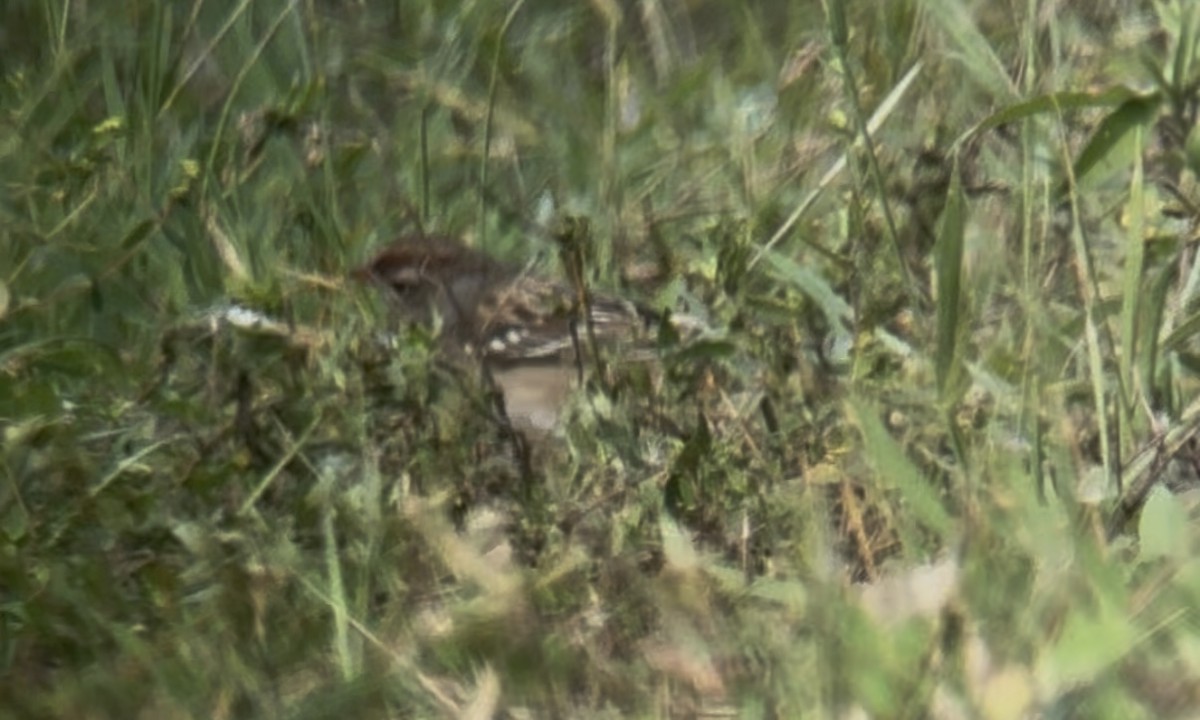 White-crowned Sparrow - ML644963664