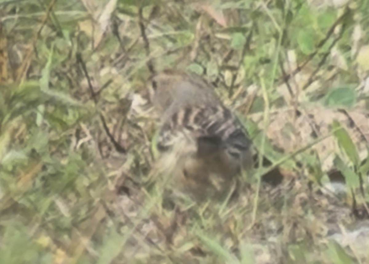 White-crowned Sparrow - ML644963665