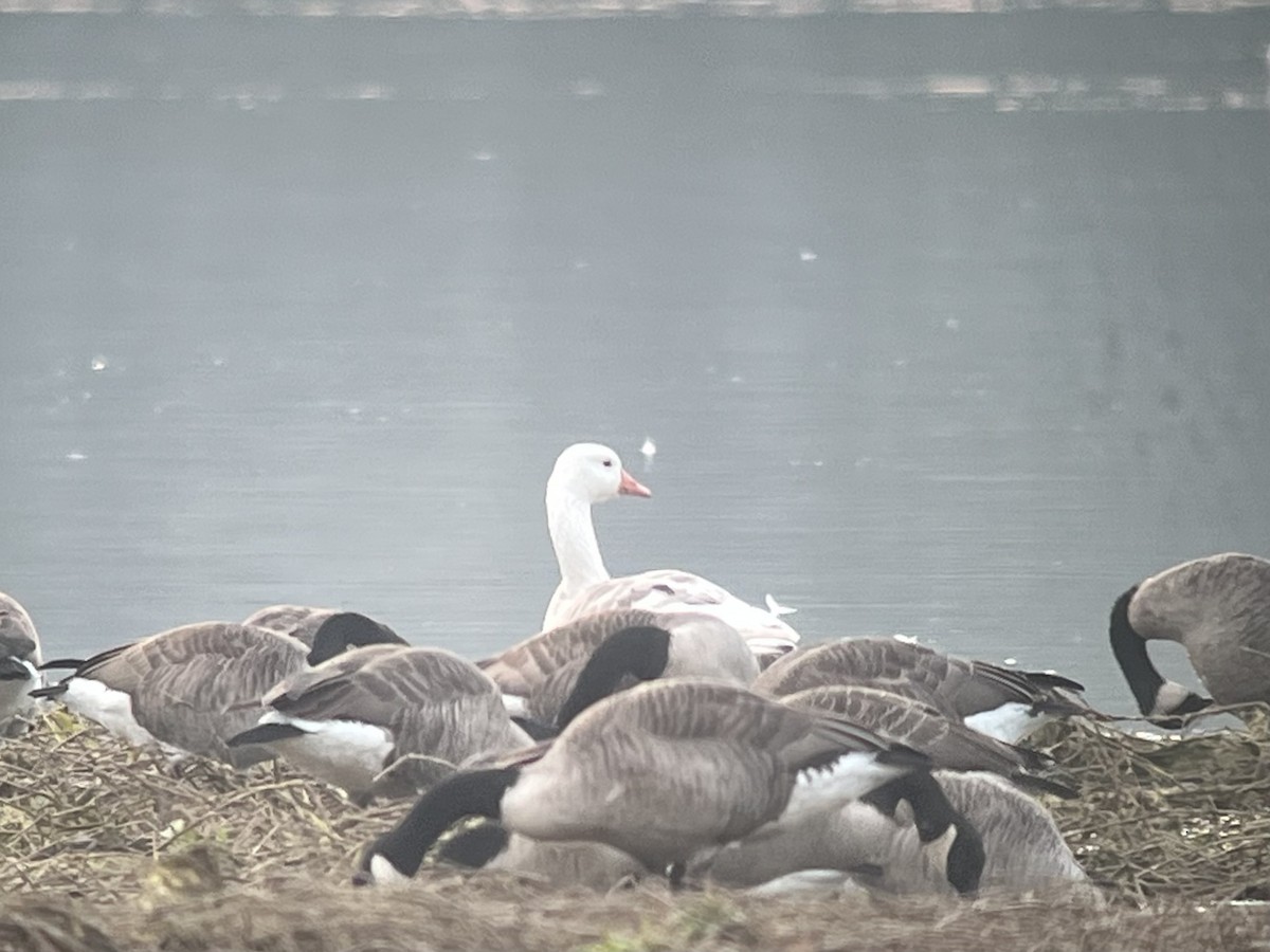 Domestic goose sp. x Canada Goose (hybrid) - ML644963668