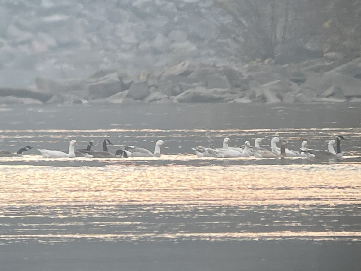 Domestic goose sp. x Canada Goose (hybrid) - ML644963669