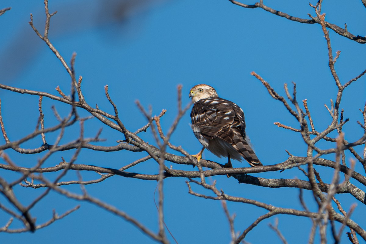 Cooper's Hawk - ML644963698