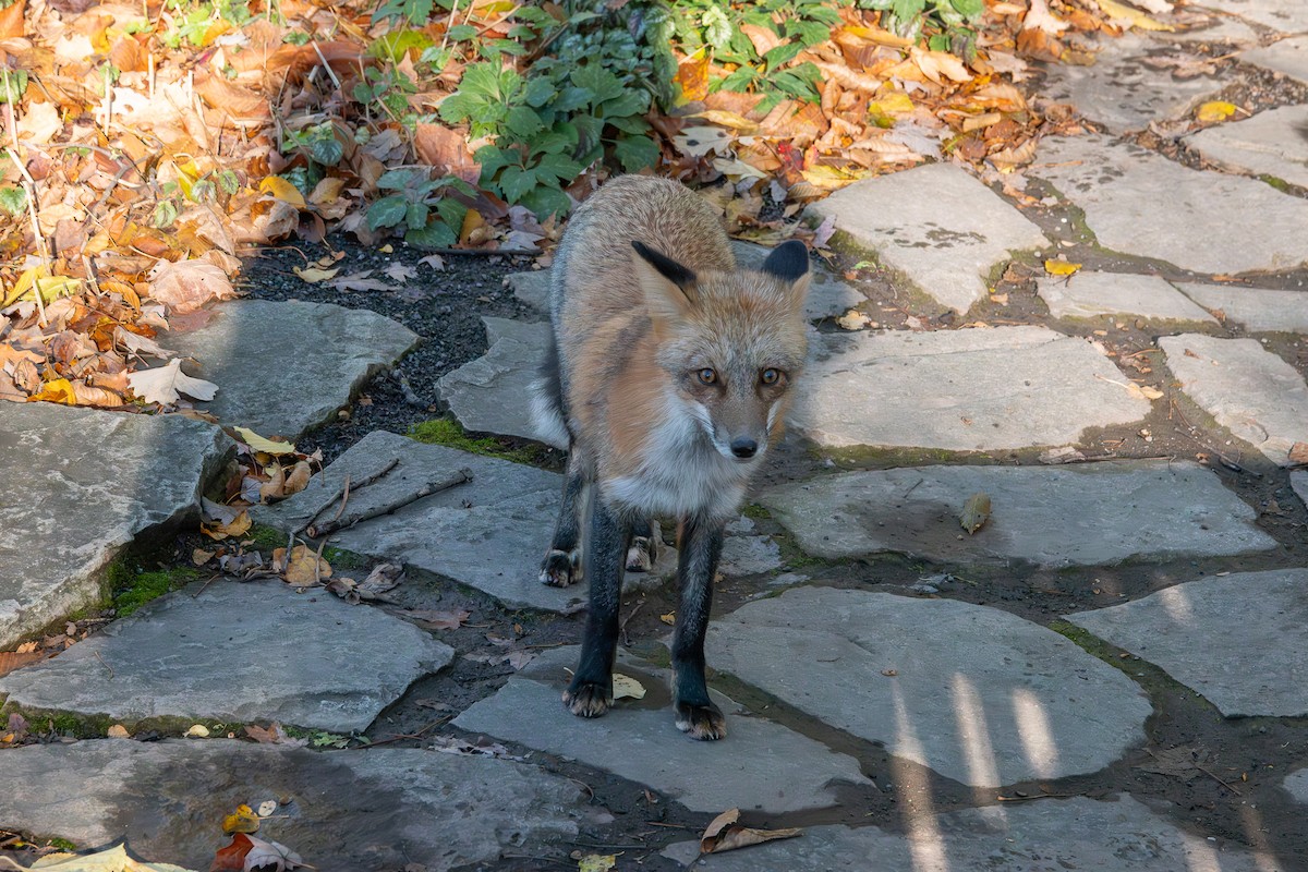 Red Fox - ML644963704