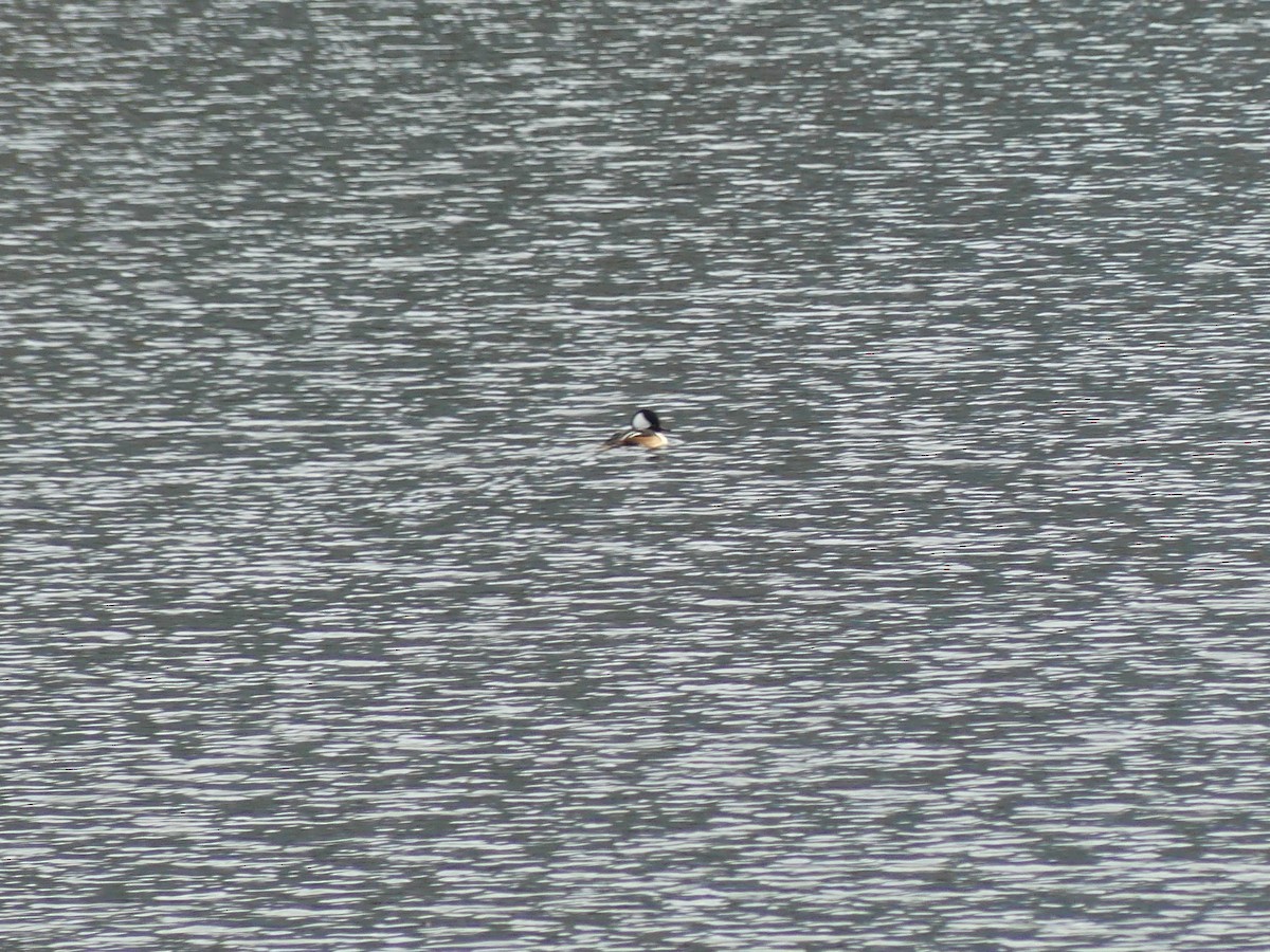 オウギアイサ - ML644963746