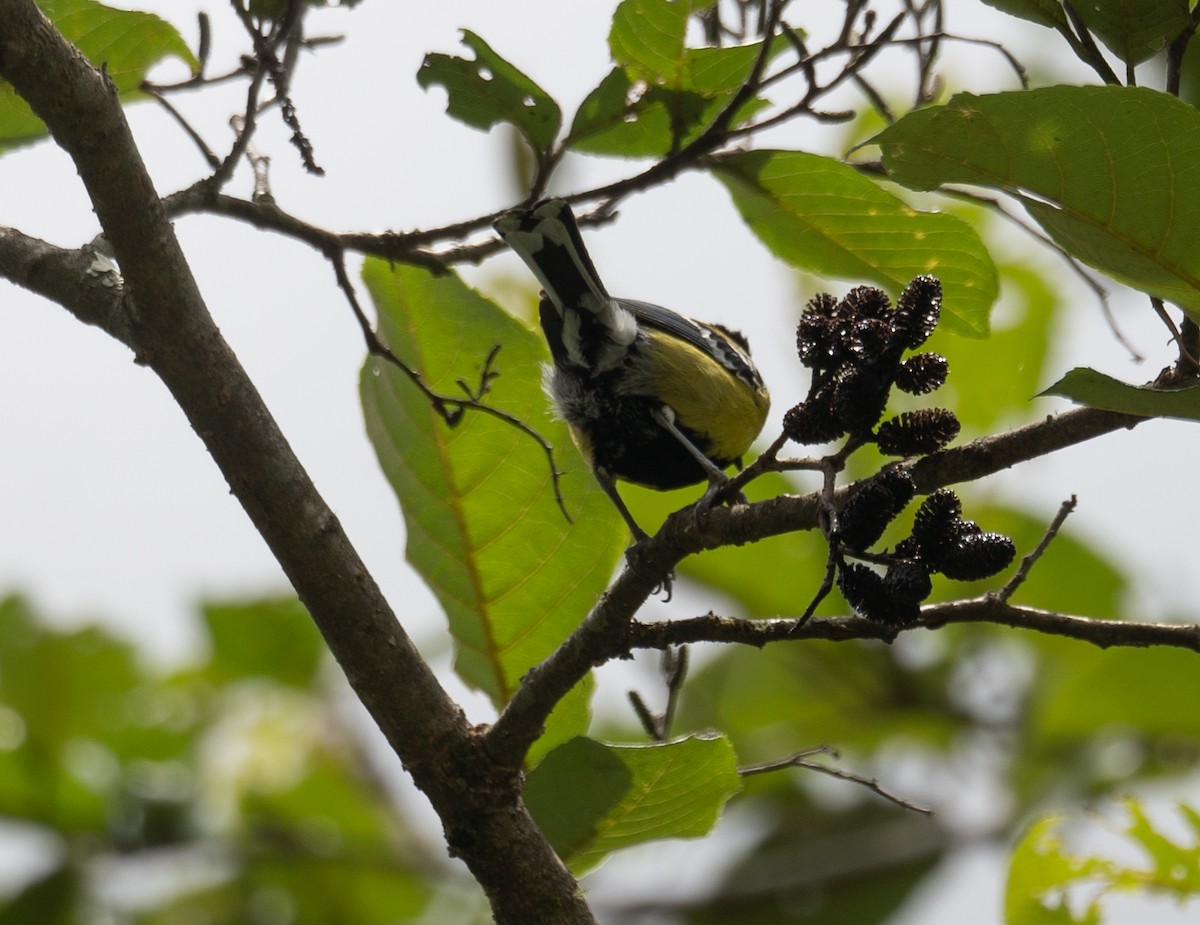 Carbonero Dorsiverde - ML644963749