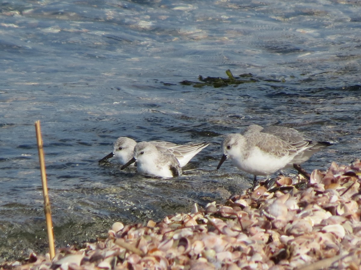 Txirri zuria - ML644963752