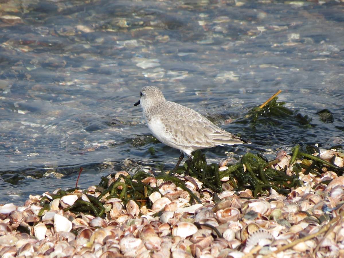 Txirri zuria - ML644963755