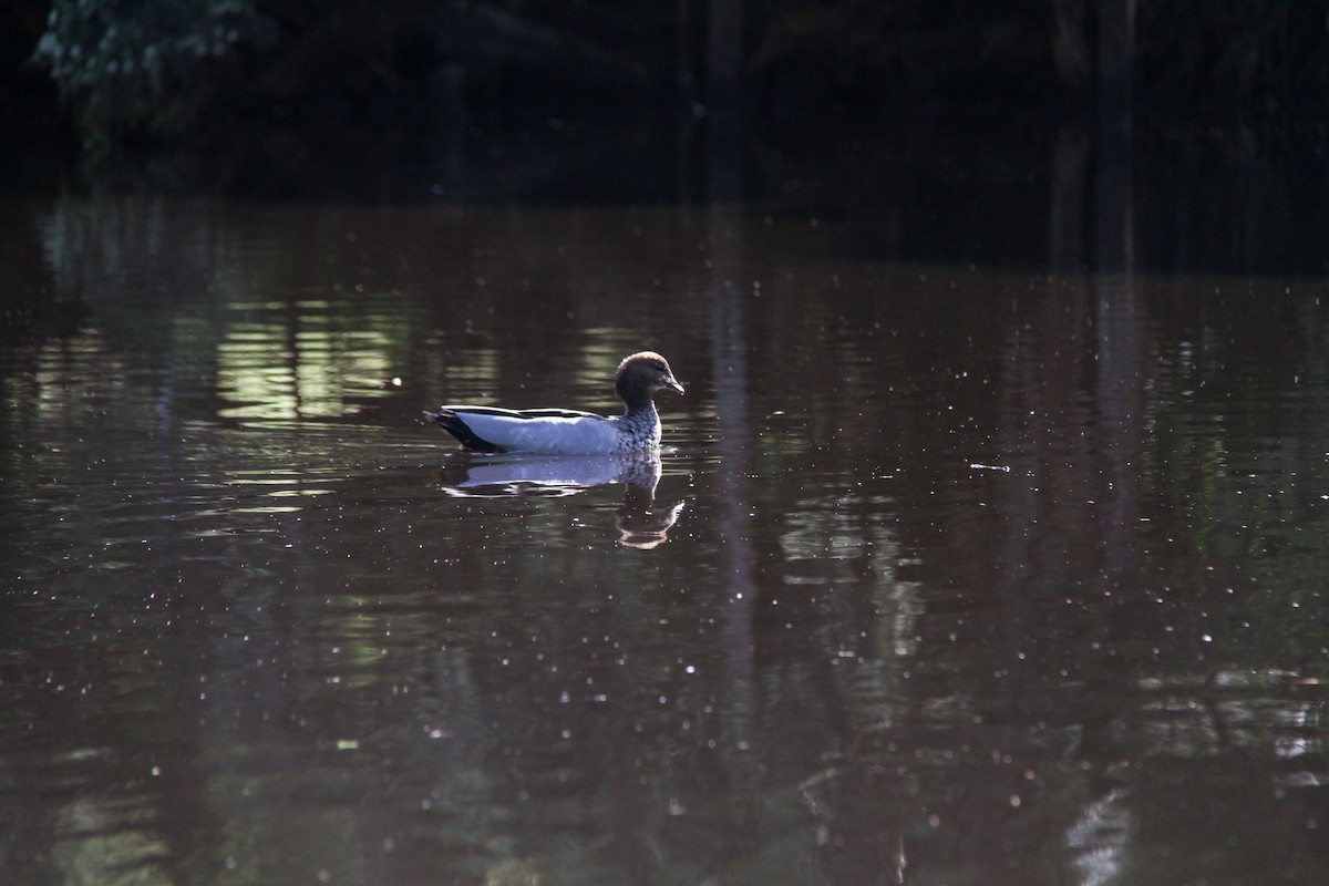 Maned Duck - ML644963757