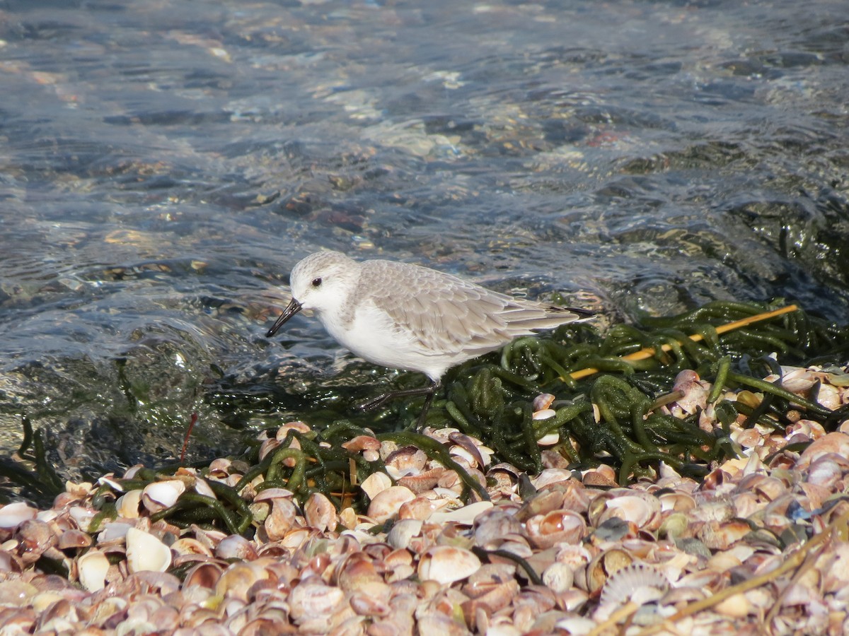 Txirri zuria - ML644963758