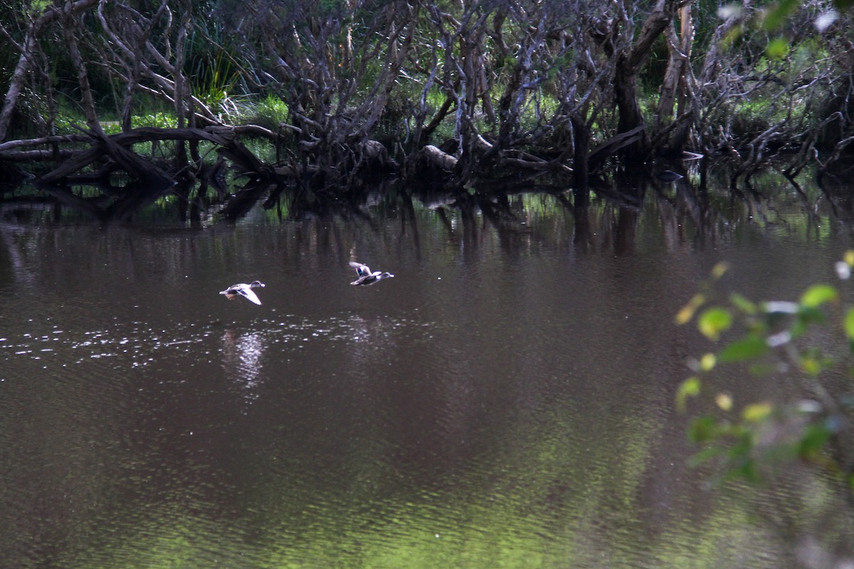 Pacific Black Duck - ML644963759
