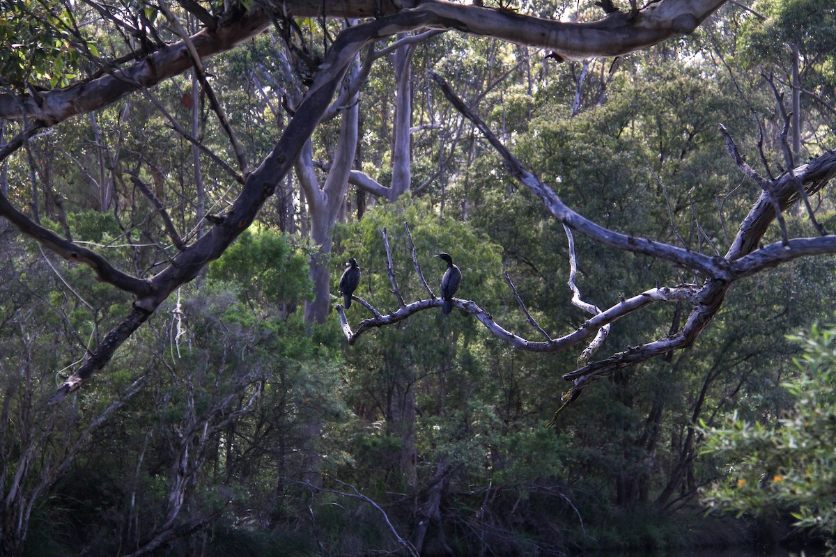 Little Black Cormorant - ML644963762