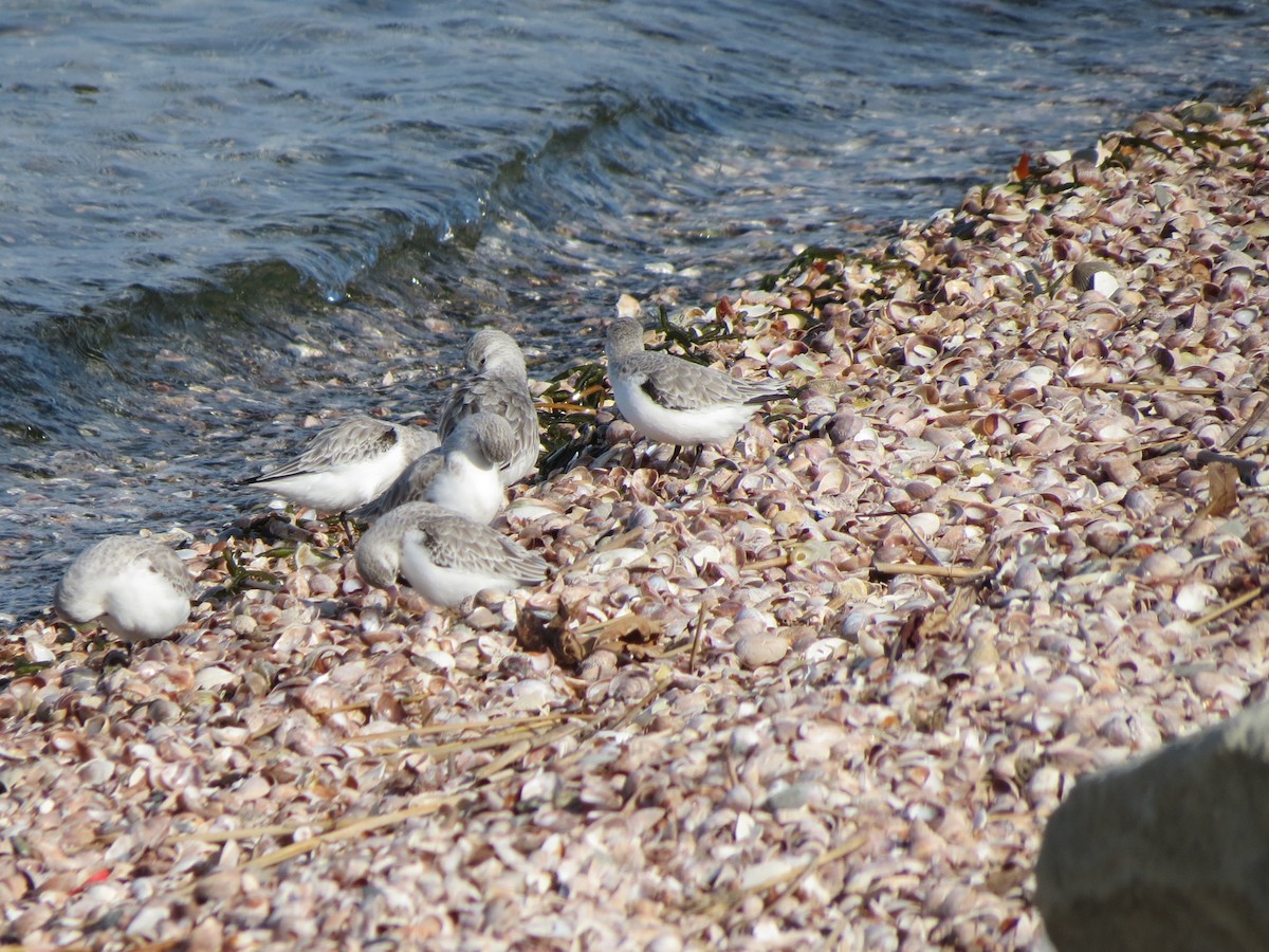 Txirri zuria - ML644963765