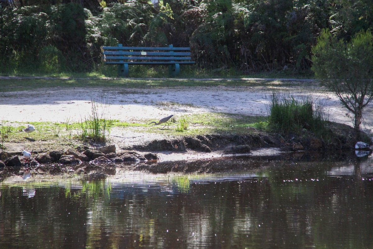White-faced Heron - ML644963766